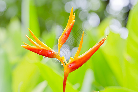 美丽的鲜花盛开 橙色叶子植物群季节橙子花坛花园树叶万寿菊园艺植物学图片