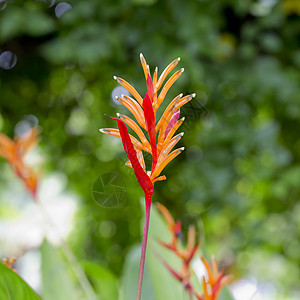 美丽的鲜花盛开 橙色团体花坛植物学生长橙子植物群叶子树叶场地植物图片