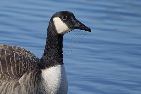 加拿大鹅游泳组织野生动物季节池塘荒野水禽鸟类脖子眼睛羽毛动物群图片