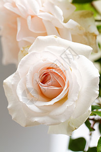 明亮的粉红玫瑰在花园中开花植物花瓣粉色绿色植物群花朵图片