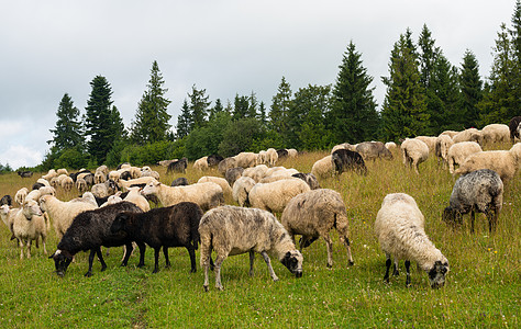 喀尔巴阡山草原上的羊群图片