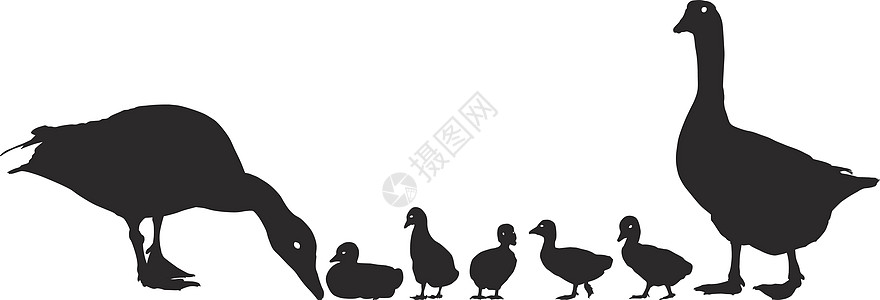 年幼的母鹅家庭图片