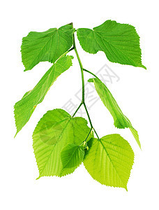 林丁树枝 青绿叶植物群叶子生长绿色生活活力植物学植物白色环境图片