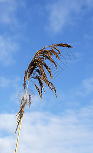 风中小麦草图片