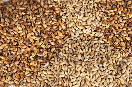 谷物麦芽水晶状物啤酒厂编辑玻璃大麦宏观粮食农业生产图片