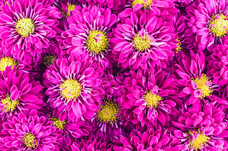 紫菊花花植物学收藏植物园艺紫色季节团体花束花瓣树叶图片