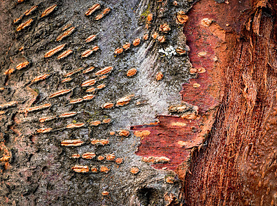 树皮纹理宏观桦木木头树干木材材料森林灰色红色植物图片