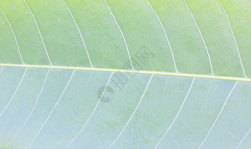 新鲜的绿叶特写自然背景宏观生长植物群植物白色太阳繁荣植物学绿色环境图片