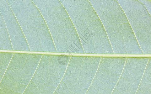 新鲜的绿叶特写自然背景植物群植物环境宏观生长植物学太阳绿色生活生态图片