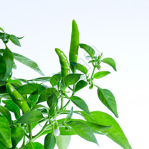白色背景的绿色辣椒辣椒绿工厂叶子生长树叶香料花园胡椒食物植物群蔬菜植物图片