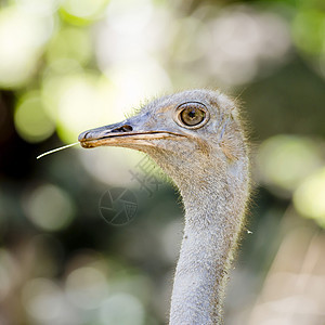 特写 Ostrich图片