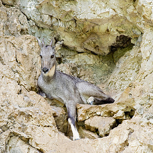 serow 秒数森林哺乳动物动物学动物野生动物山羊丛林生物肌肉麂皮图片