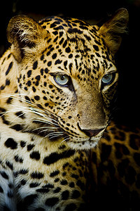 豹式肖像丛林野生动物眼睛猎人捕食者公园环境毛皮哺乳动物危险图片