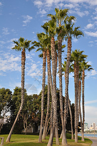 加利福尼亚州圣地亚哥科罗纳多岛棕榈树花园海岸城市旅游公园码头场景天堂旅行植物图片