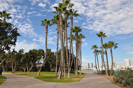 加利福尼亚州圣地亚哥科罗纳多岛棕榈树海洋森林绿化旅行码头花园热带假期场景棕榈图片