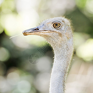 Ostrich 头部近端鸟类羽毛脖子动物眼睛农场公园好奇心野生动物蓝色图片