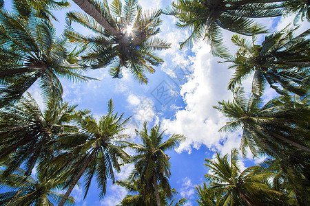 热带棕榈赏金支撑海滩天堂异国海洋假期旅行旅游海岸图片