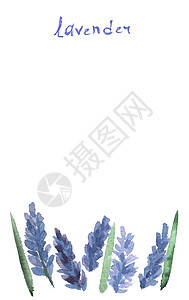 矢量水彩色草本植物插图剪贴簿绘画横幅芳香明信片香气花束邀请函图片