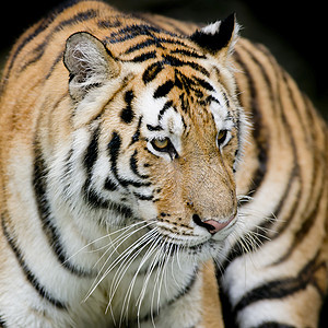 老虎野生动物猎人愤怒危险猫科丛林哺乳动物豹属动物毛皮图片