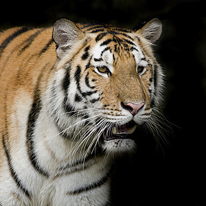 老虎哺乳动物食肉丛林野猫豹属动物毛皮猎人捕食者野生动物图片