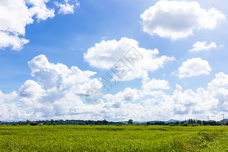 绿稻田和有云的蓝天空草地晴天环境绿色森林爬坡风景天空农场农田图片