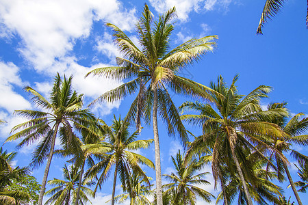 热带棕榈情调异国支撑旅行海滩海岸天空晴天假期蓝色图片