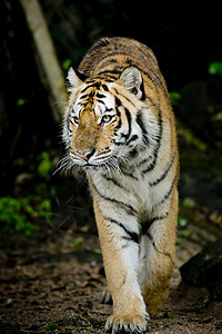 老虎动物猫科毛皮危险猎人荒野野生动物丛林豹属哺乳动物图片