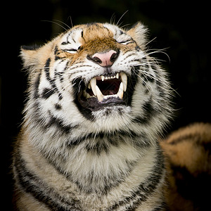 老虎的肖像条纹荒野物种哺乳动物捕食者濒危威胁猎人野生动物猫科图片