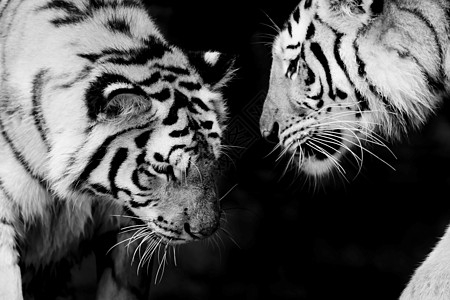 两只老虎的黑白食肉异国老虎背景条纹栖息地荒野生活豹属鼻子图片