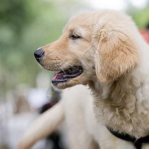 黄金寻金小狗白色动物棕褐色脊椎动物家畜犬类舌头宠物图片