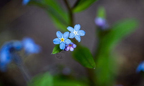 闪耀着忘记我 不忘花朵花瓣场地花坛宏观植物生长荒野雌蕊野花季节图片