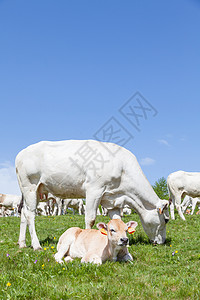 意大利阿尔卑斯山上的免费牛角山脉奶牛休息小牛蓝色说谎农场场地草地牧场图片