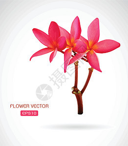 白色背景上的frangipani花的矢量图像图片