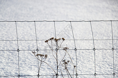 冬季在栅栏前的鲜花图片