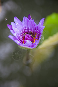 蓝色闪光莲花季节植物群宏观公园植物学池塘树叶绿色叶子花瓣图片