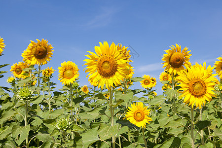 向日向外字段场地种植园阳光天空国家农业生长植物群黄色蓝色图片
