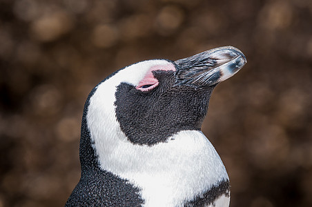 非洲企鹅 又称  混球企鹅或黑脚企鹅野生动物海洋巨石白色深鱼黑色账单公驴梭鱼动物群图片