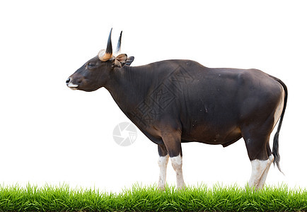 与绿草隔离的男性banteng动物力量棕色黑色白色哺乳动物动物群肌肉荒野绿色图片
