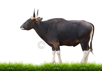 与绿草隔离的男性banteng力量老板肌肉棕色荒野喇叭哺乳动物黑色动物群白色图片