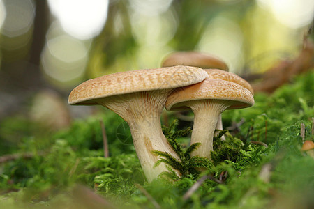 不明橙色蘑菇食物植物季节蔬菜宏观苔藓植物群生长身份美食图片