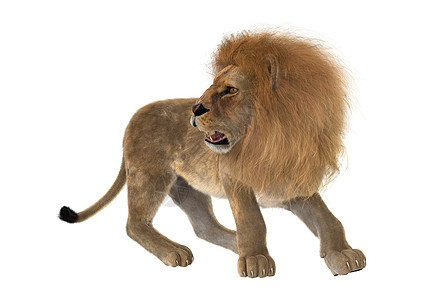 狮子雄狮荒野哺乳动物国王动物毛皮白色女性野生动物猎人图片