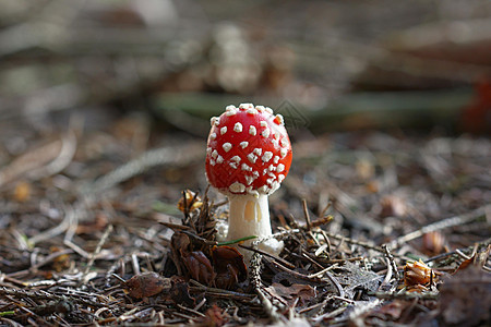 农业 林业和食品业森林木头危险季节生物学白色红色魔法伞菌毒蝇图片