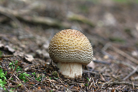 更红的蘑菇图片