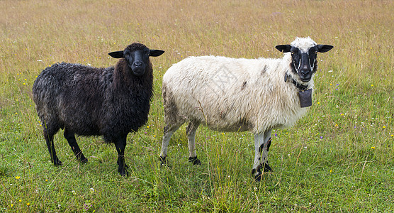 黑白黑羊畜牧业羊毛哺乳动物牧场毛皮反刍动物库存动物草地农业图片