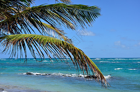 有海洋的棕榈树图片