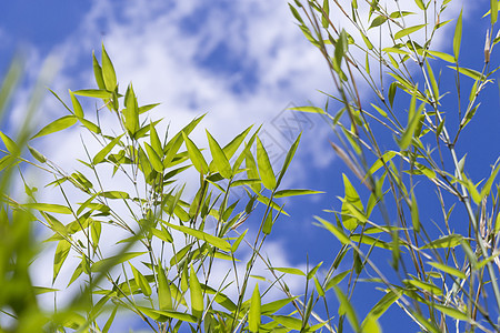 绿色植物与云蓝天空的密闭环境生态绿色蓝色温泉植物群精神活力植物树叶图片