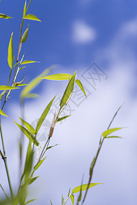 绿色植物与云蓝天空的密闭精神叶子环境治疗活力温泉生物绿色植物群树叶图片