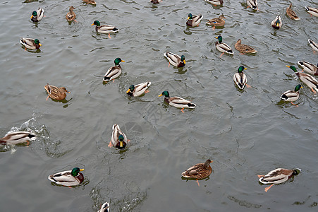 一群野鸭池塘动物羽毛野生动物游泳鸭子男性图片