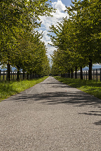 农村道路连带绿叶绿树绿色通道农田多叶风景车道路线旅行探索叶子图片