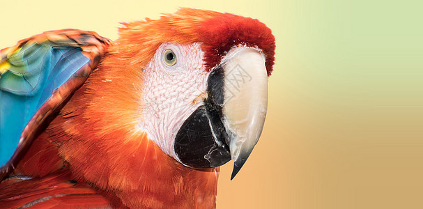 Macaw 颜色图片